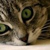 Kitty M.